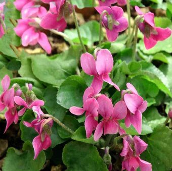 Skalničky,trvalky a cibuloviny,pivoňky,orchideje. - 13