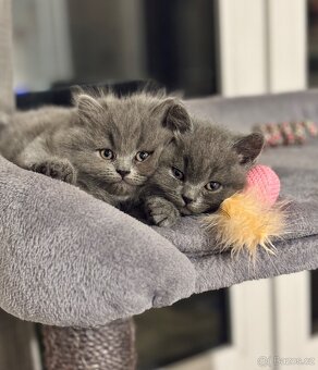 🩶Britská koťátka hledají milující domov🩶 - 13