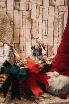 Whippet/Vipet s PP (pejsek,fena) - 13