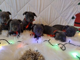 Stafordšírský bulteriér - 13