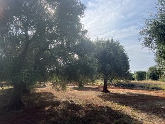 Pozemek u moře 3.600m2 🇮🇹 - 13
