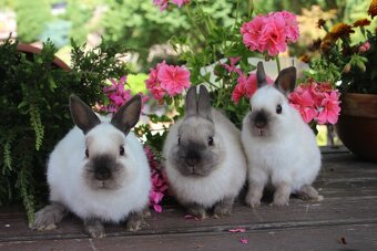 Zakrslí siamáčci s PP - 13