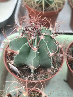 Kaktusy a sukulenty - 13