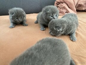 Koťata  britské  narozené. 13.03. 2024. - 13
