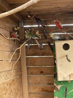 Letošní odchovy - 13