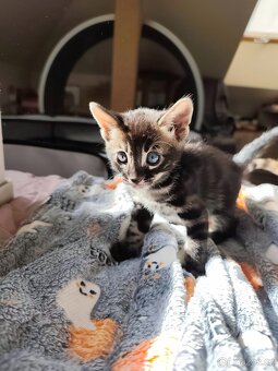 Bengálský Charcoal kocourek s PP - 13