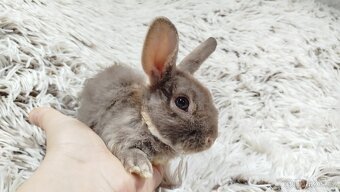 Zakrslý beránek,králíček,králík -(REX)-DIANA - 13