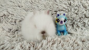 Zakrslý králík, králíček -(TEDDY)-HERBERT - 13