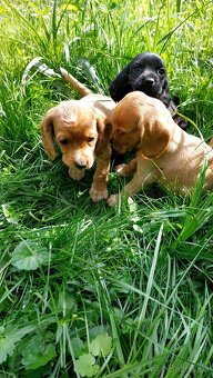 Kokrspanel,kokeršpaniel,beagle,bigel - 13