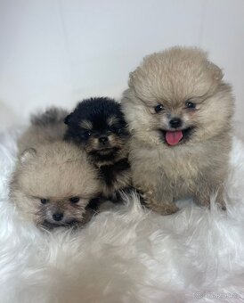 Pomeranian s PP FCI - nádherná štěňátka - 13