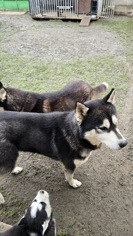 Štěňata Sibiřský husky - 13
