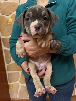 American Bully s PP ABKC - 13