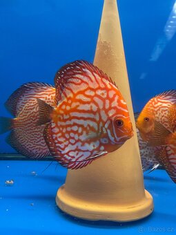 Terčovec- diskus - 13