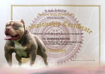 American bully - 13