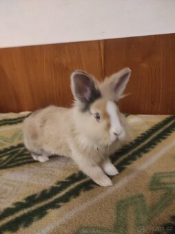 Králík zakrslý - 13