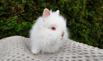 Zakrslý králík, králíček -(TEDDY)-ONDŘEJ A OTA - 13
