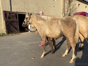 Pony kobylka - 13