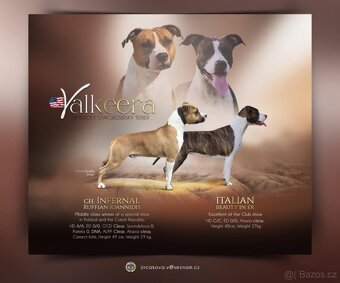 Americký stafordšírský teriér - 13