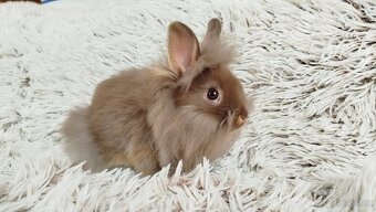 Zakrslý králík, králíček - (lvíček) - NATANIEL - 13