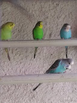 ANDULKA VLNKOVANÁ - 13