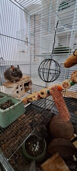 Osmaky degu - 13