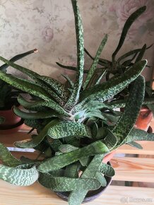 Nabízím gasterie, aloe, agave, chamaedora. - 13