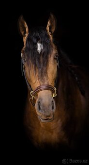 Extra Lusitano kobyla - 13