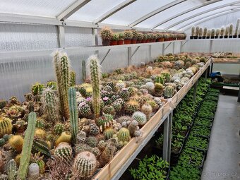 Prodám rozsáhlou sbírku kaktusů - 13
