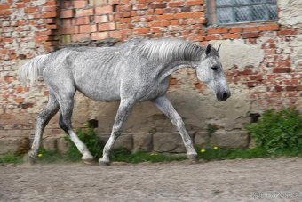 Limba hledá nový domov - 13