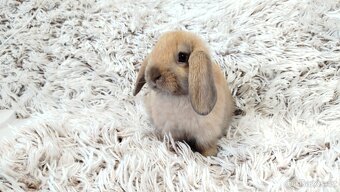 Zakrslý beránek, králíček, králík - JIJI - 13