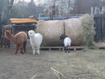 Kulaté balíky sena z luk v CHKO Šumava - 13