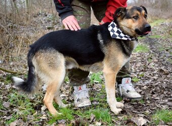 CHAMPUS K ADOPCI - 1 ROK, HODNÝ,SNÁŠENLIVÝ,VHODNÝ K DĚTEM - 13