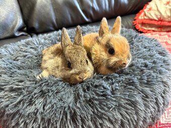 ♥️zakrslý králík - mimča již k odběru 🐰 - 13