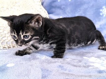 Bengálská kočka s Pp - 13