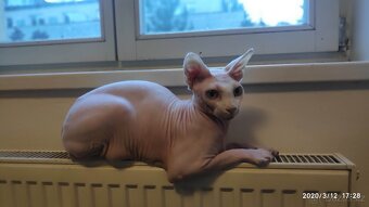kocour Sphynx - 13