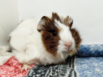 Morče, Morčata, Morčátko, Morčátka - GIGI A GINA - 13