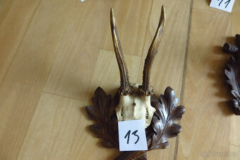 Srnčí parůžky - 13