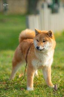 Shiba  štěňata s PP ODBĚR IHNED - 13