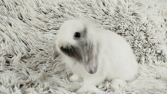 Zakrslý beránek, králíček, králík - MINDY - 13
