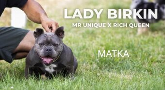 exotic bully micro fena - suka - 13