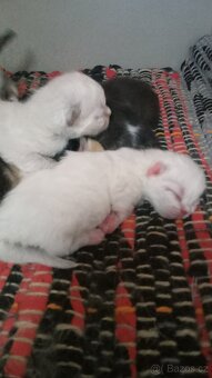 Perská koťata POSLEDNÍ HIMALÁJSKÝ kocourek......MODRÉ OČI - 13