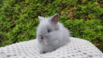 Zakrslý králík, králíček -(TEDDY)-FLORIAN - 13