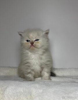 Sibiřská kočka s PP – kočička Indira - 13
