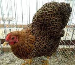 Slepičky Wyandotky zdrobnělé na vajíčka i na okrasu - 13