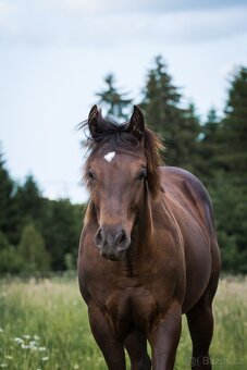 AQH smoky black klisna - 13