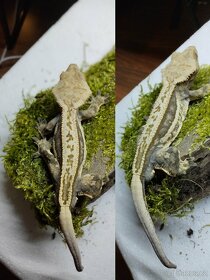 3.8.2 Correlophus ciliatus - Pagekon řasnatý - 13