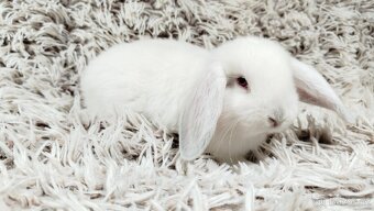 Zakrslý beránek, králíček, králík - MOLLY - 13