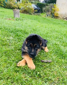 Německý ovčák - štěňata s PP - 13