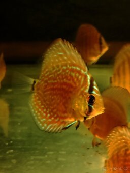 Discus,Diskus,Terčovec - 13