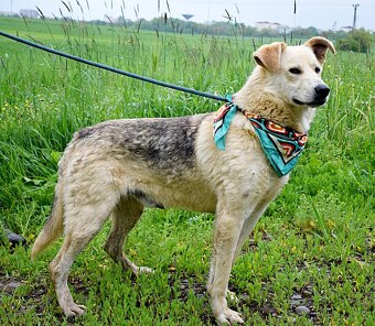 ŽIŽI K ADOPCI - 2 ROKY, ODDANÝ, BYSTRÝ, UČENLIVÝ - 13